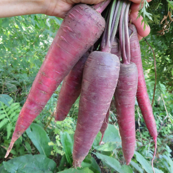 Carotte mauve 'Surprise Cosmique'