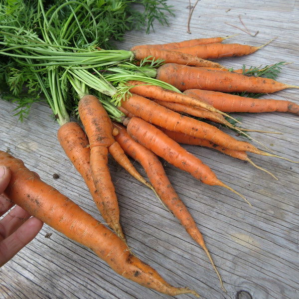 Carrot 'Nantes'