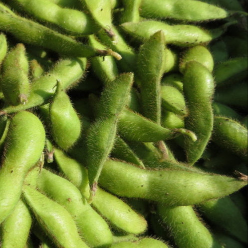 Soya Edamame 'Midori Géant'