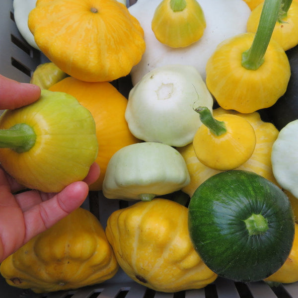 Squash 'mix'