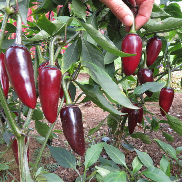 Piment fort 'Jalapeno Purple'