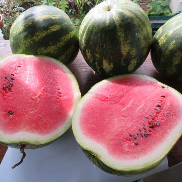 Watermelon 'Sweet Dakota Rose'