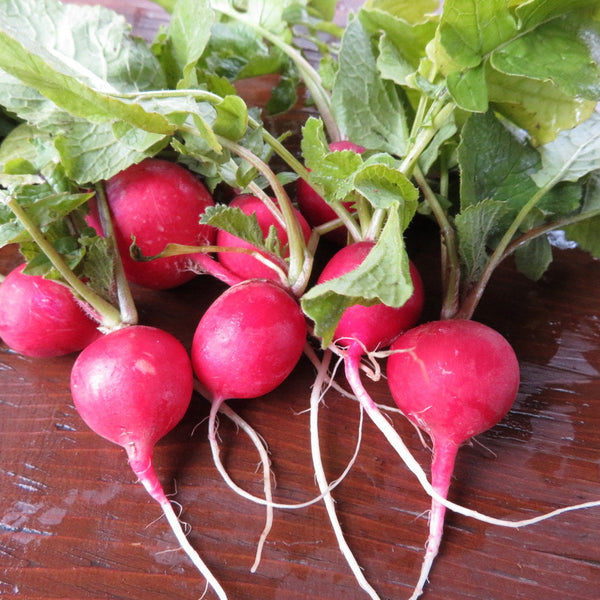 Radish 'Comet'