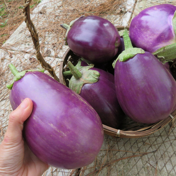 Aubergine 'Violette de Florence'