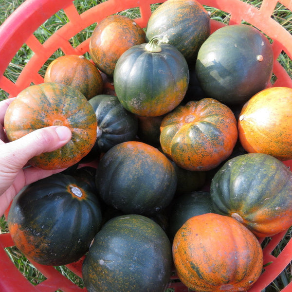 Squash 'Sweetnut' 