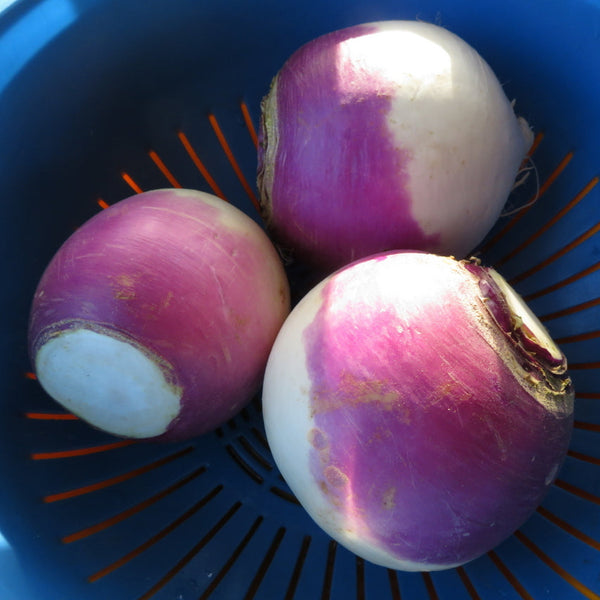 Navet Blanc à Collet Violet