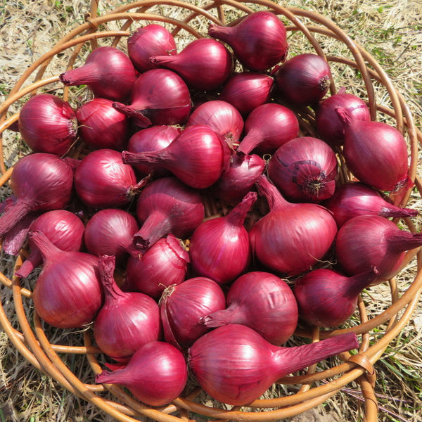 Onion 'Robelja'