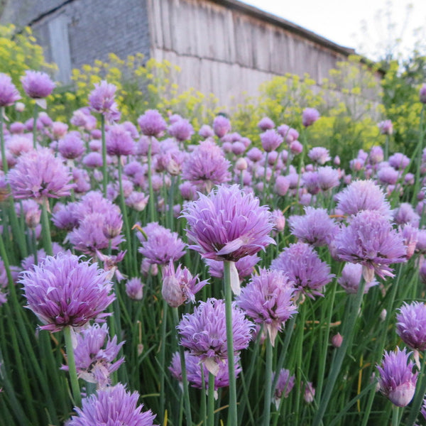 Spring onion 'Francine'