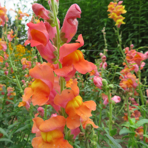 Snapdragon 'Orange Wonder'