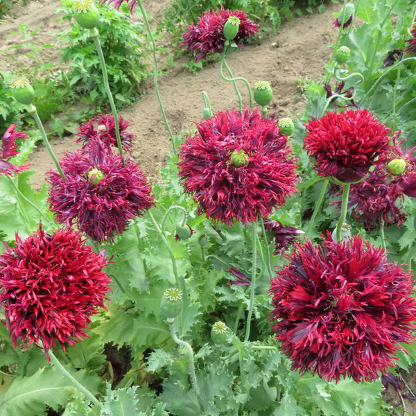 Poppy 'Black Swan'