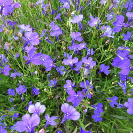 Lobelia 'Blue'