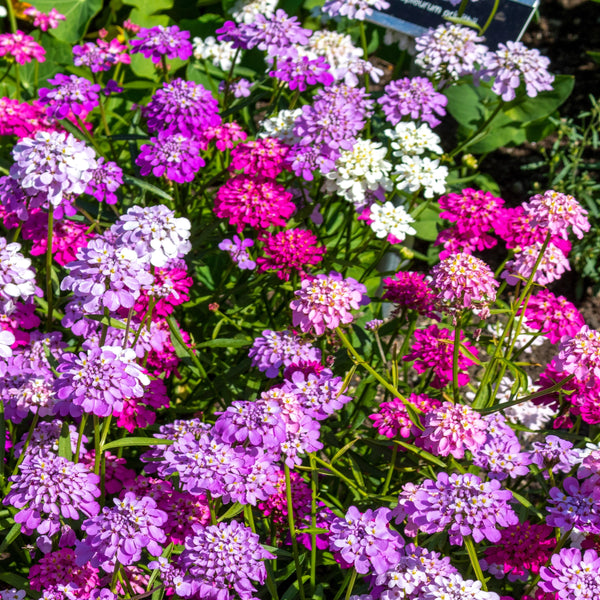 Iberis 'Mélange de Couleurs Féerique'