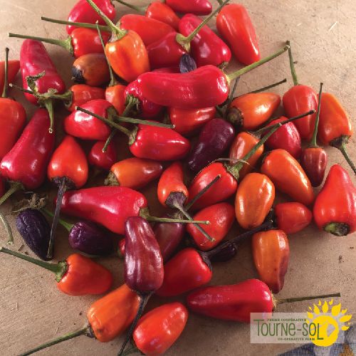 Chinese Five Color Hot Pepper