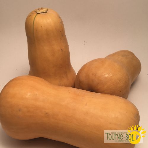 Courge butternut 'Waltham'