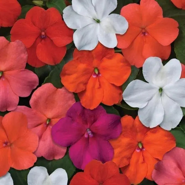 Impatiens Beacon™ Select F1 Mix