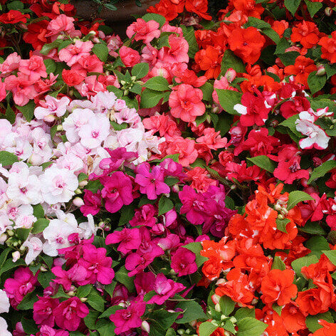 Impatiens  'Athena Mixed Double'