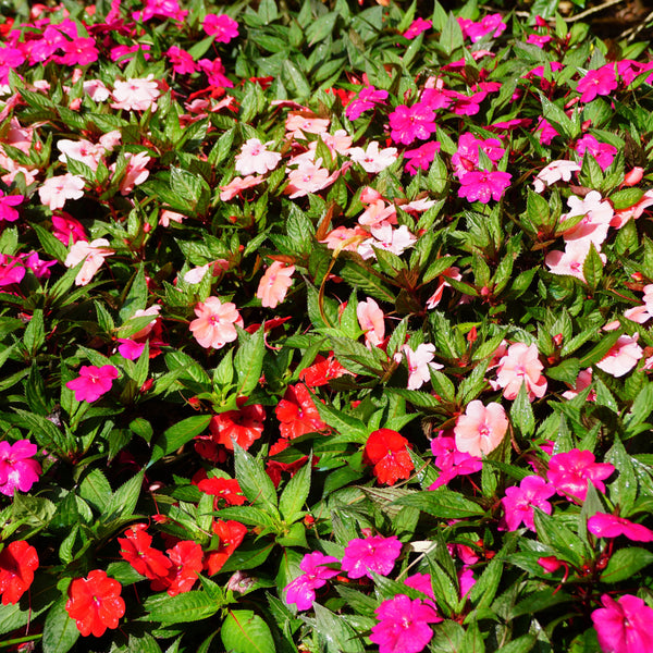  Impatiens 'Choice Mix F-2 Hybrid'