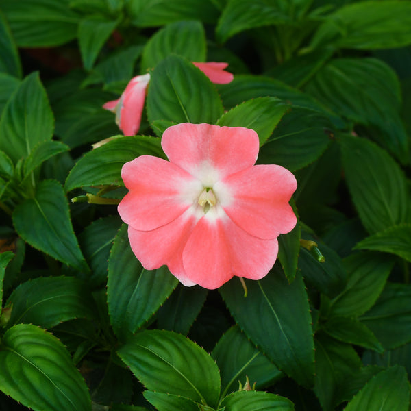  Impatiens 'Florific Sweet Orange'