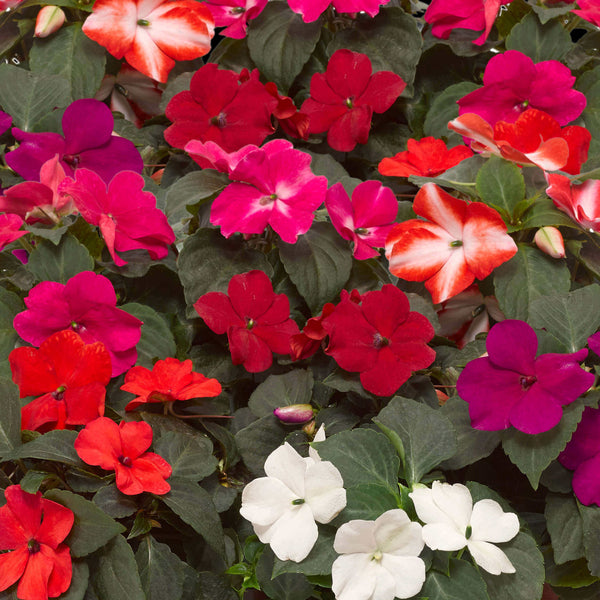 Impatiens ‘Imara XDR Mixed’ 