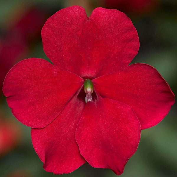 Impatiens 'Imara XDR Red' 