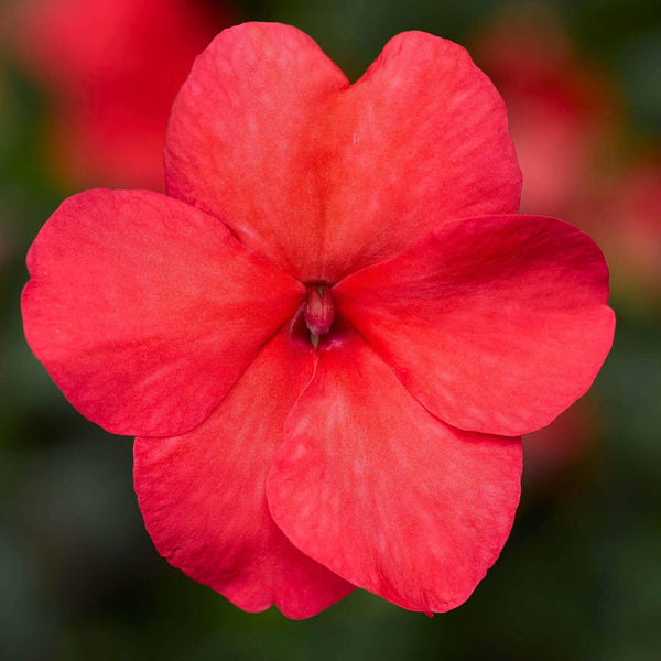 Impatiens 'Imara XDR Salmon'