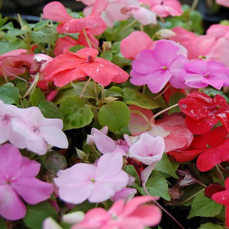 Impatiens Flower Mix