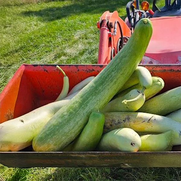 Organic 'Indian Bottle' gourd