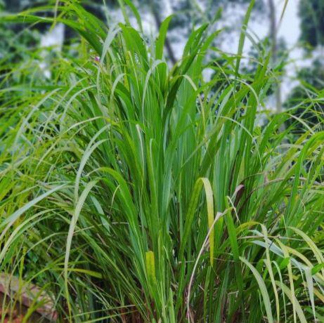 Indian Lemongrass organic