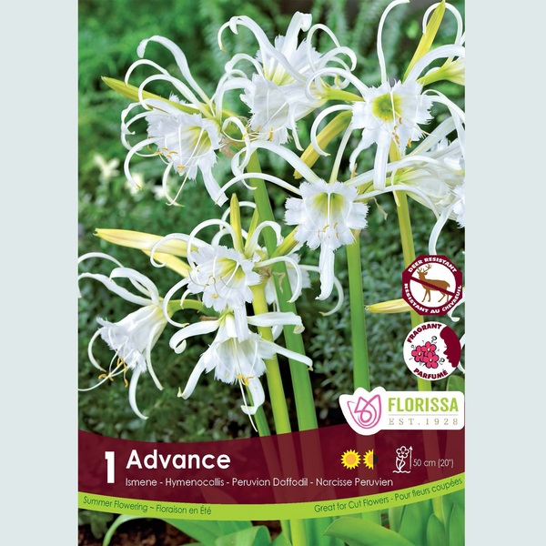 Ismene 'Advance' (1 bulb)