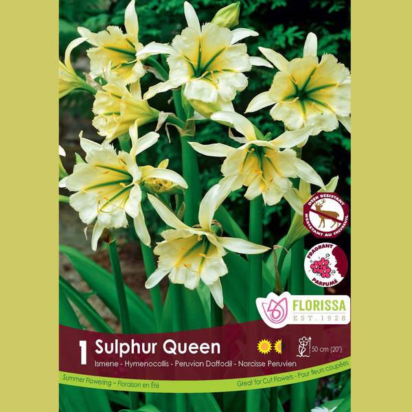 Ismène 'Sulphur Queen' (1 bulb)