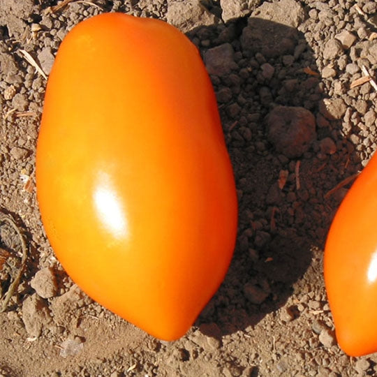 Tomato 'Italian Gold' organic