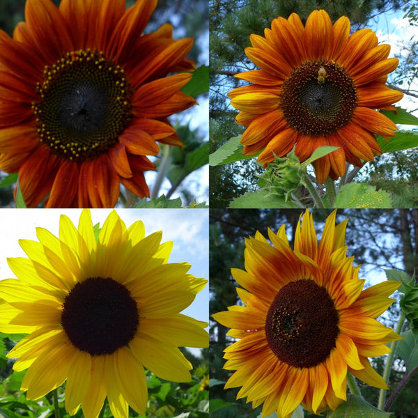 Tournesols en mélange