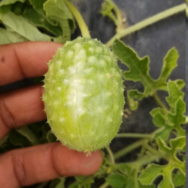 Cornichon 'Jamaican Burr' bio