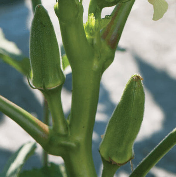 Organic Okra 'Jambalaya F2'