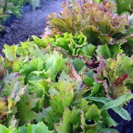 Organic 'Jester Crisphead' Lettuce