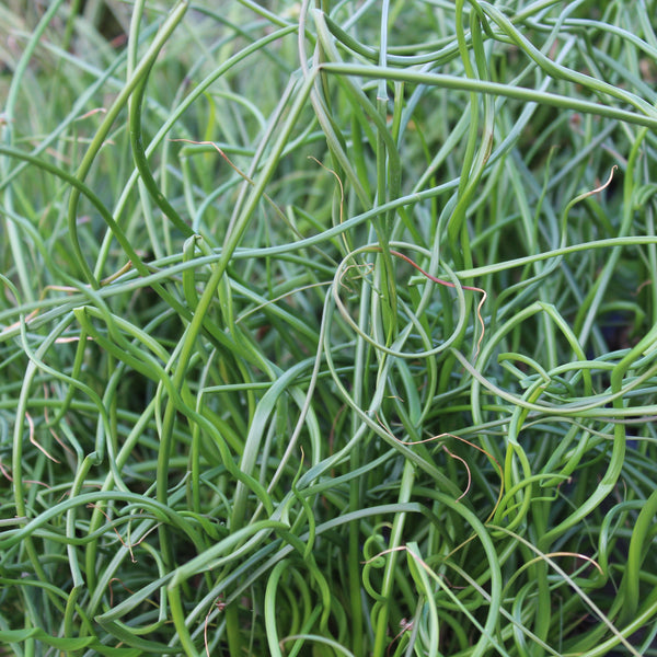 Juncus Twisted Arrow Fuseables