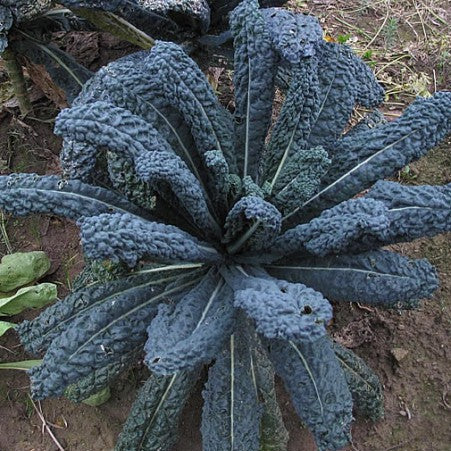 Kale 'Lacinato Toscano Noir'