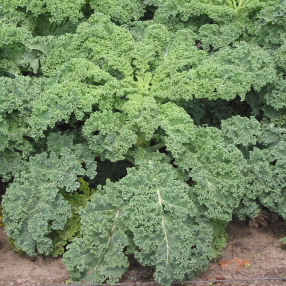 Dwarf Kale