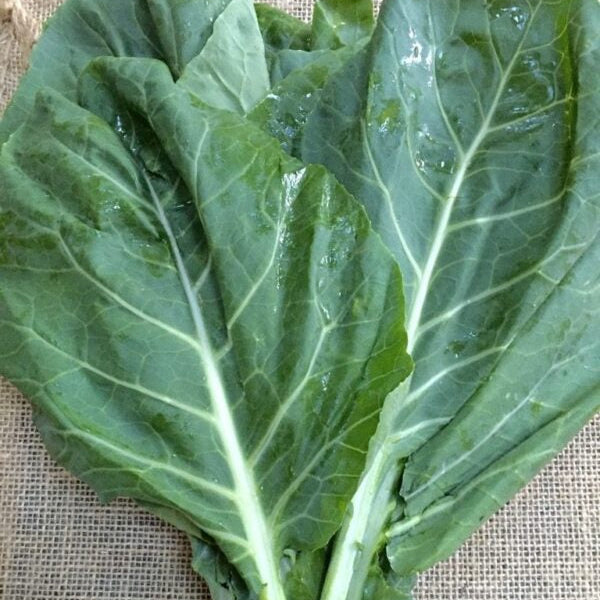 Kale 'Green Leaf Siberian'