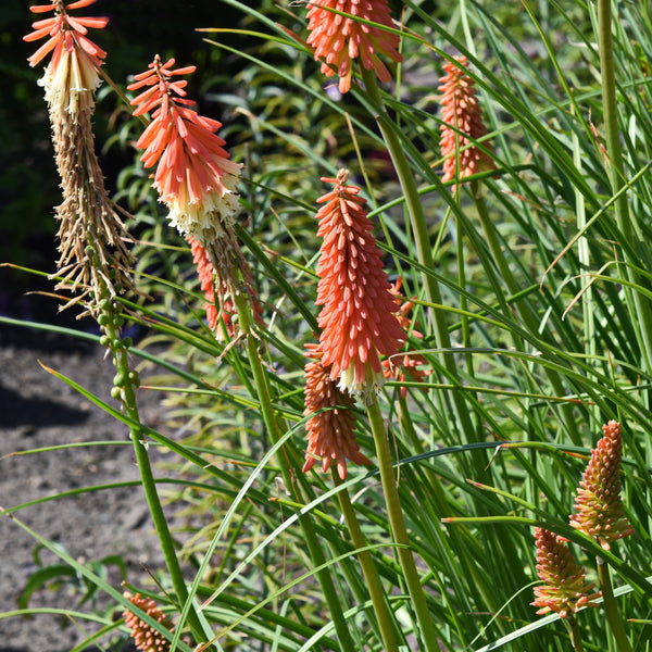 Kniphofia Flamenco Mix