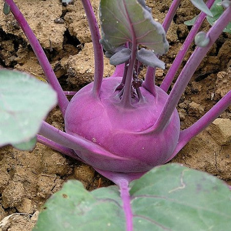 Kohlrabi 'Violette de Vienne'