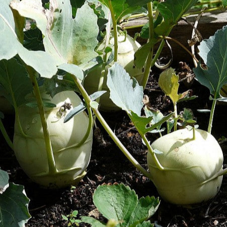 Kohlrabi 'Vienna White'