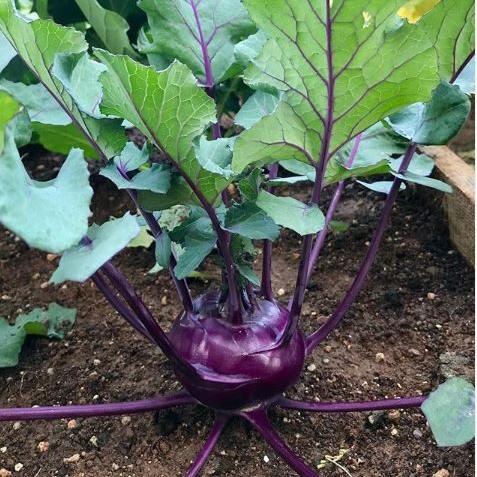 Kohlrabi 'Kolibri F1' 