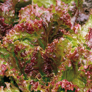 Laitue frisée rouge 'New Red Fire' bio