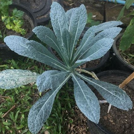 Kale 'Lacinato' organic