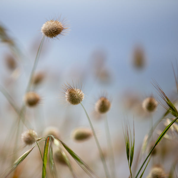 Bunny Tails Grass