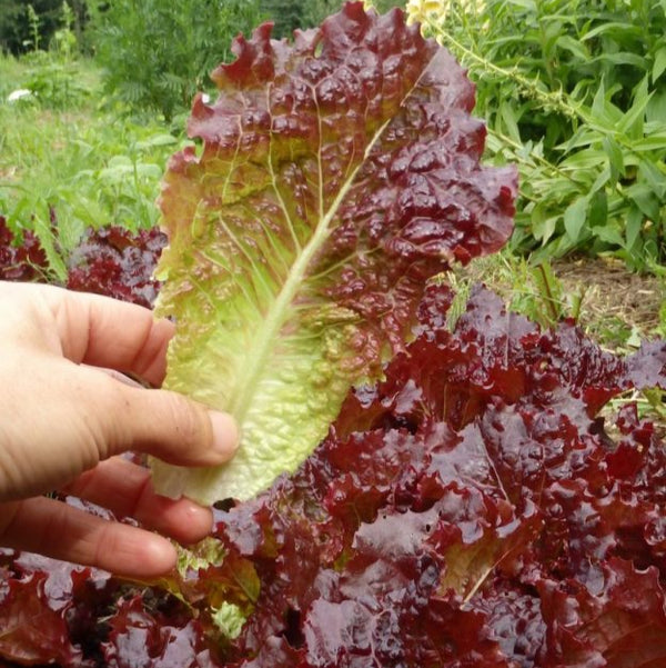 Lettuce 'Ibis'