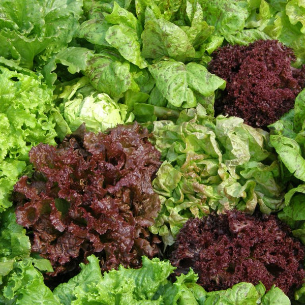 Organic mixed lettuce