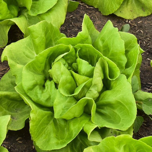 Green Boston Lettuce 'Rhapsody'