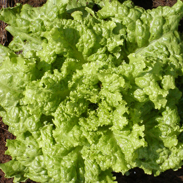 Simpson's 'Black Seeded' Leaf Lettuce Organic